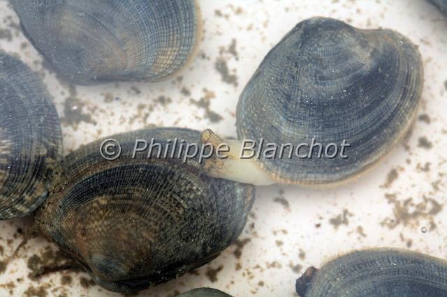 ruditapes philippinarum 3.JPG - Palourde japonaiseRuditapes philippinarumJapanese carpet shellMollusque bivalve, VeneridaeFrance